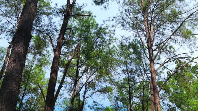 一个美丽的天然松林，在白天是完美的。