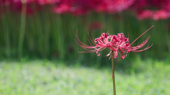 一朵红蜘蛛百合花美丽清新百合花。