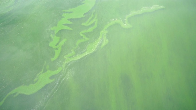 浮游生物在海水中大量繁殖