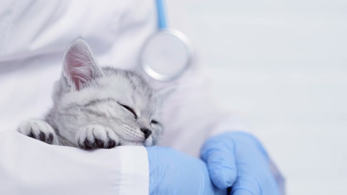 医学动物诊所，兽医抱着熟睡的灰色苏格兰小猫咪。
