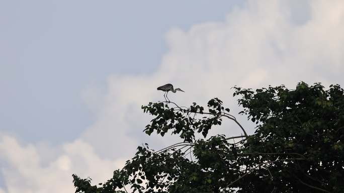 苍鹭站在在枝端的唯美画面视觉