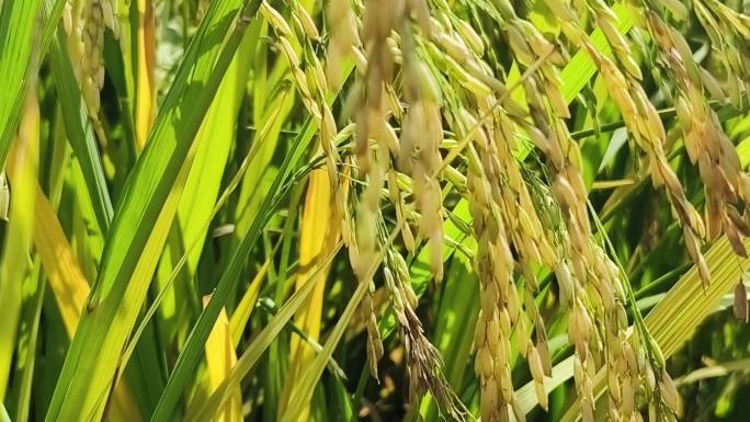 阳光金秋稻田稻田蓝天谷子稻田稻穗青稻穗