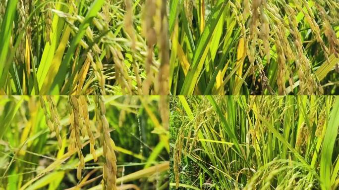 阳光金秋稻田稻田蓝天谷子稻田稻穗青稻穗