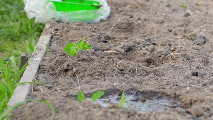 栽植甜椒苗前要先用水浇灌土壤。这只手把水倒进花园里有幼苗的洞里