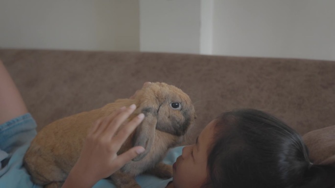 亚洲小女孩抱着一只可爱的棕色兔子，满怀爱意地玩耍。主人在家的客厅温柔地照顾宠物。孩子们对宠物的爱。
