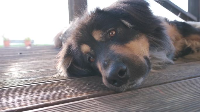 户外黑色护卫犬的特写肖像。蒙古犬或班克哈尔犬种。