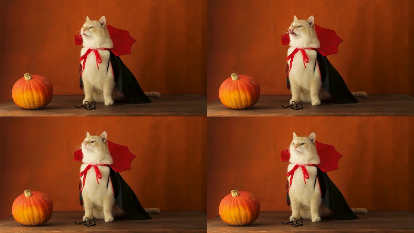 万圣节魔术，一只穿着吸血鬼服装的猫和一个南瓜