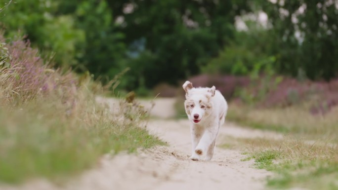 澳大利亚牧羊犬小狗跑在土路上看着相机