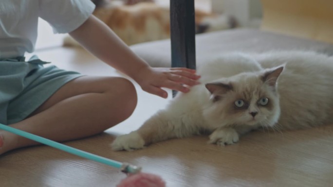 亚洲小女孩和躺在家里地板上的波斯猫玩耍，混血猫是一个品种或纯种猫和家猫的杂交。动物猫的概念。