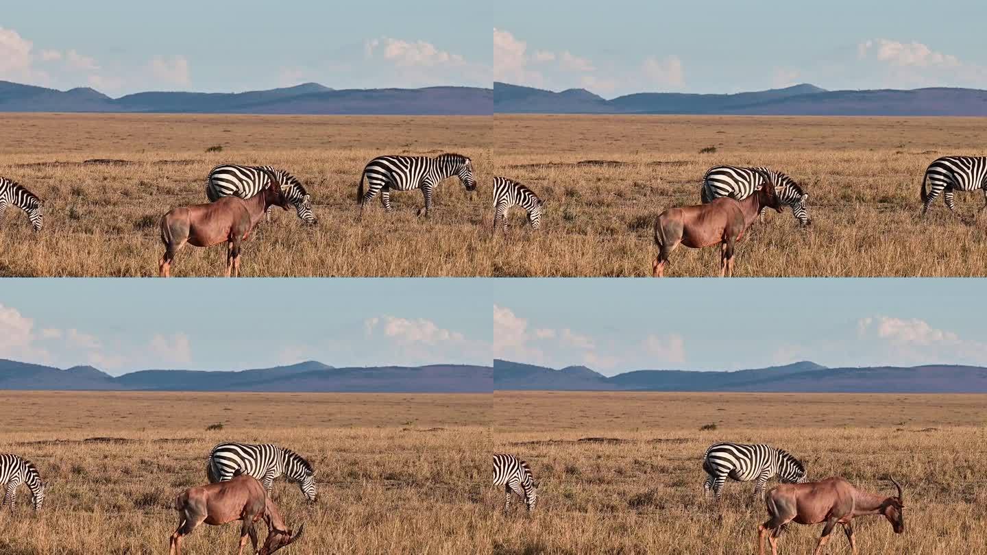 一群非洲斑马和布巴尔羚羊在吃草