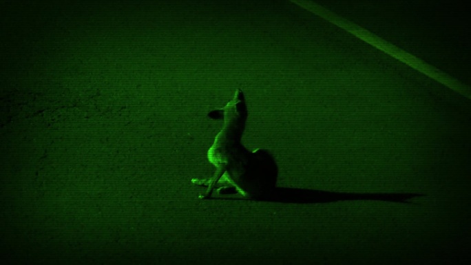 狐狸在市区夜视镜头