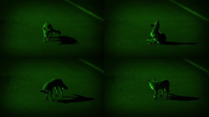 狐狸在市区夜视镜头