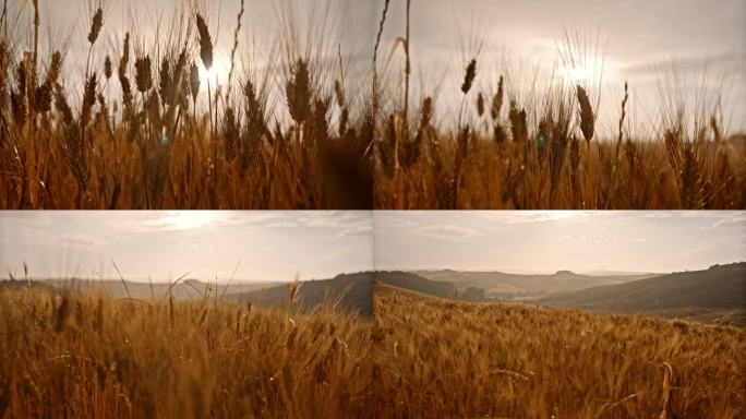 托斯卡纳，下雨天，阳光明媚的乡村，金色的小麦作物