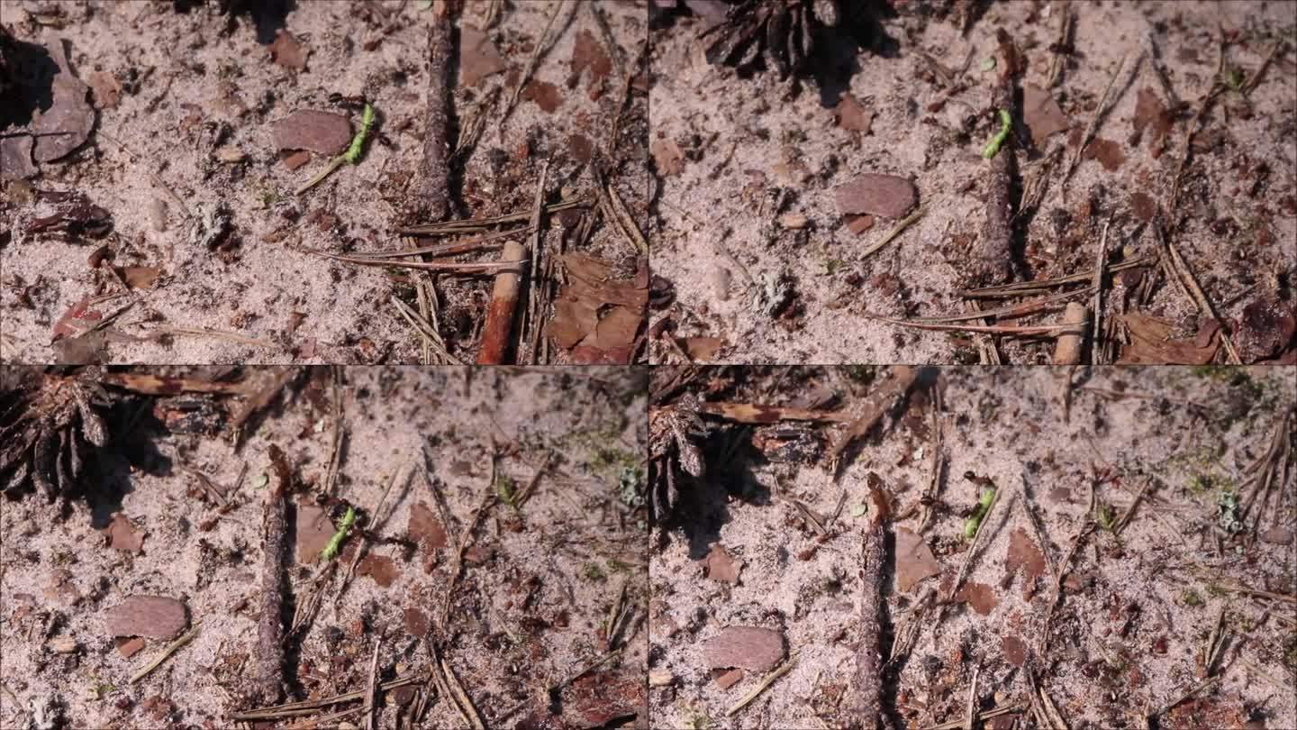 森林蚂蚁把死毛虫搬到蚁丘上