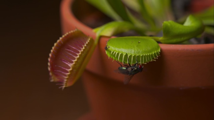 捕蝇草(Dionaea muscipula)关闭但苍蝇逃脱