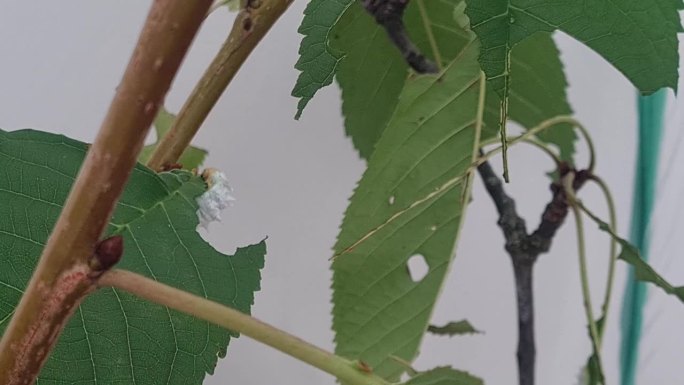 吃叶子的白色毛虫叶子白色吃叶虫白