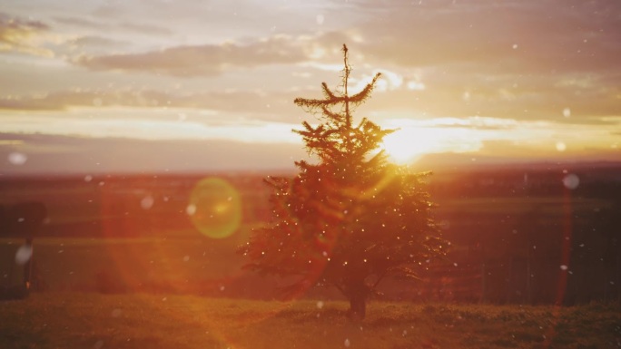 DS日落时，雪花落在乡村葡萄园上方小山上的圣诞树上