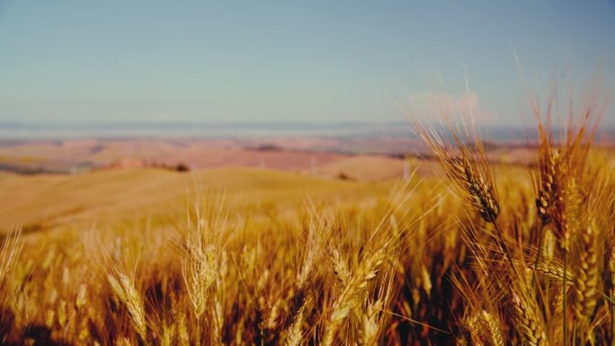金色的麦秆生长在阳光明媚、田园诗般的托斯卡纳乡村小山上