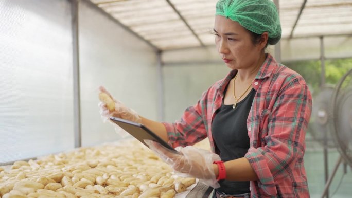在生产工厂检查香蕉质量的女专家。