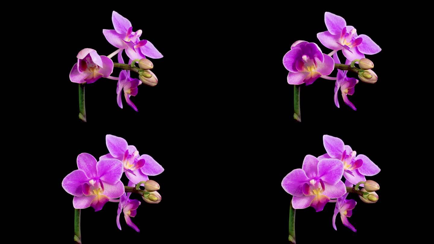 盛开的紫兰花蝴蝶兰花