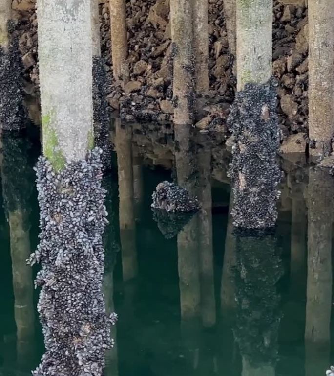 许多贝壳生长在桥下的杆子格兰维尔岛柱子进入绿色仍然平静的水老码头安静平静的生活蜗牛的文字视频背景关于
