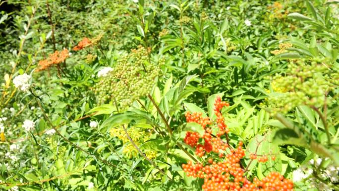 生长红色小果实的野生植物