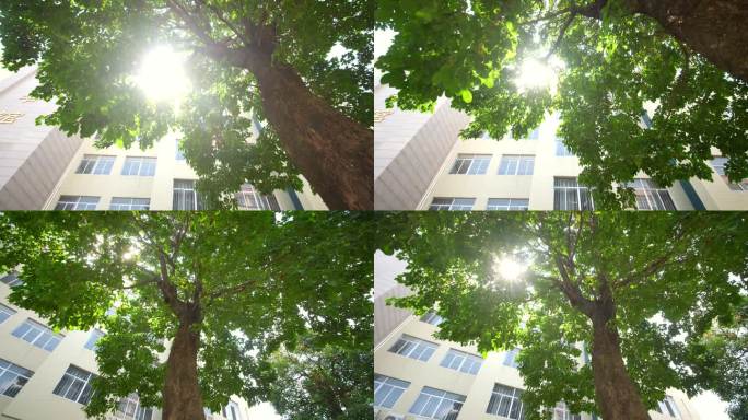 阳光树影光线透过树叶