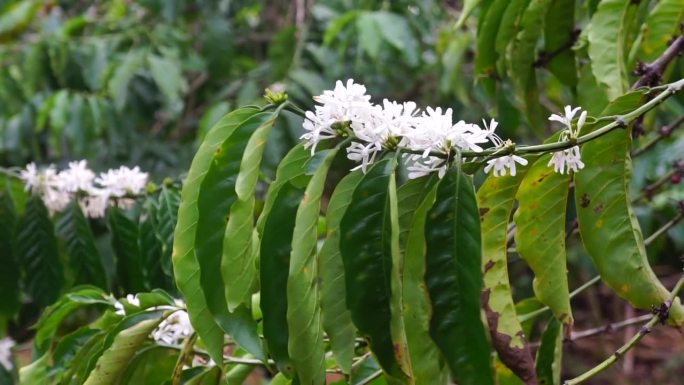 在越南林东咖啡花季的春天，罗布斯塔咖啡树枝上盛开着白色的花朵