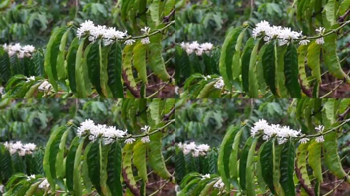 在越南林东咖啡花季的春天，罗布斯塔咖啡树枝上盛开着白色的花朵