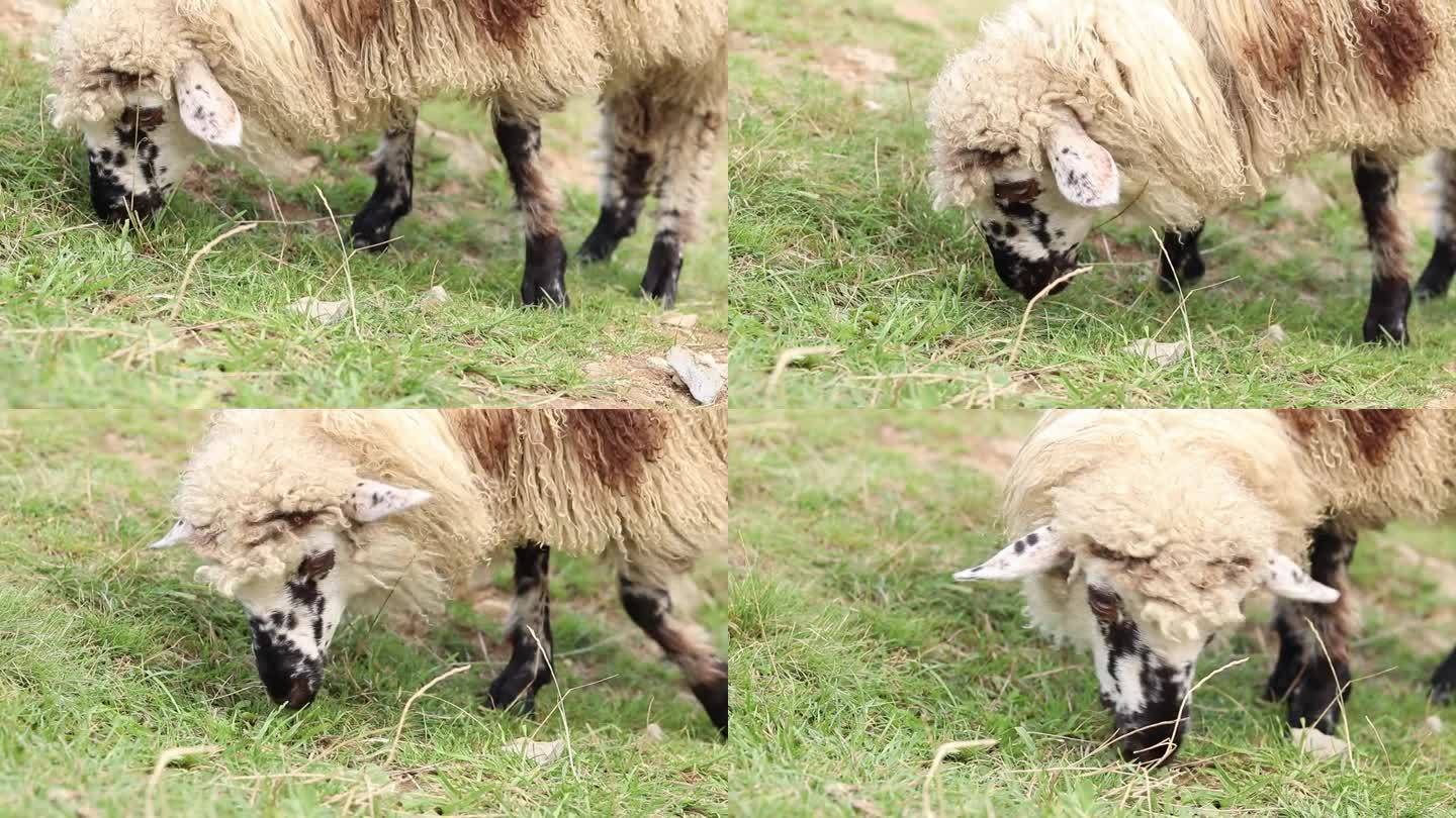 厚毛羊吃草，特写