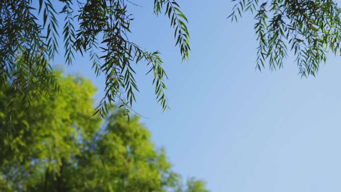 柳树与天空露白可放标题