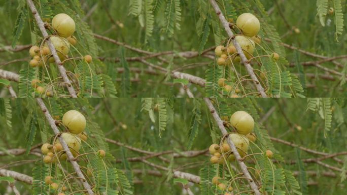叶子兰(叶子兰，马六甲树，印度醋栗，阿玛拉，阿玛拉卡):圆形硬果的外观彩色，黄绿色。