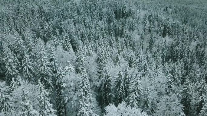 前方航拍到阿尔卑斯山脉的雪林