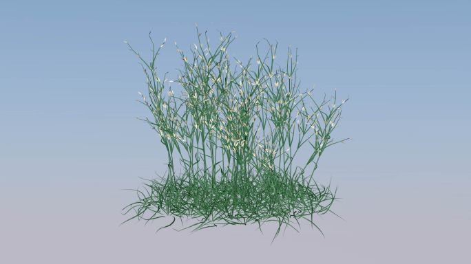 带透明通道的花草，三D渲染