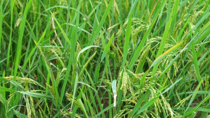 印度尼西亚的稻田，水稻作物。印度尼西亚东爪哇岛的水稻梯田农业用地。
