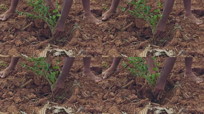 一段视频显示，一位农民正在田里种植茉莉花树苗