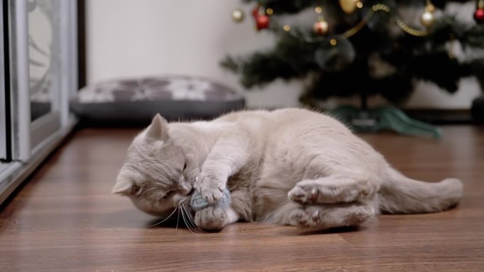 活泼有趣的灰色家猫在地板上玩毛线球