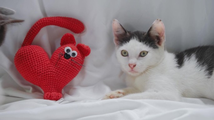 概念宠物庆祝情人节。一只灰白色的小猫躺在床上的白色床单上，旁边是一只编织成心形的红猫玩具。第二只小猫