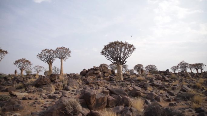 在纳米比亚，箭袋树森林里的箭袋树和一只奔跑在白云岩上的达西