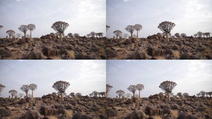 在纳米比亚，箭袋树森林里的箭袋树和一只奔跑在白云岩上的达西