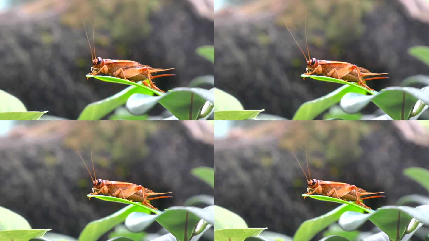 橙色蚱蜢在大自然的绿叶上休息的特写镜头，放大