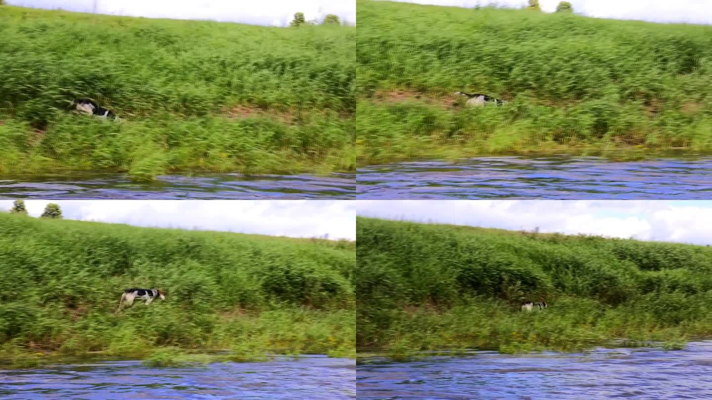 猎狗在河中奔跑