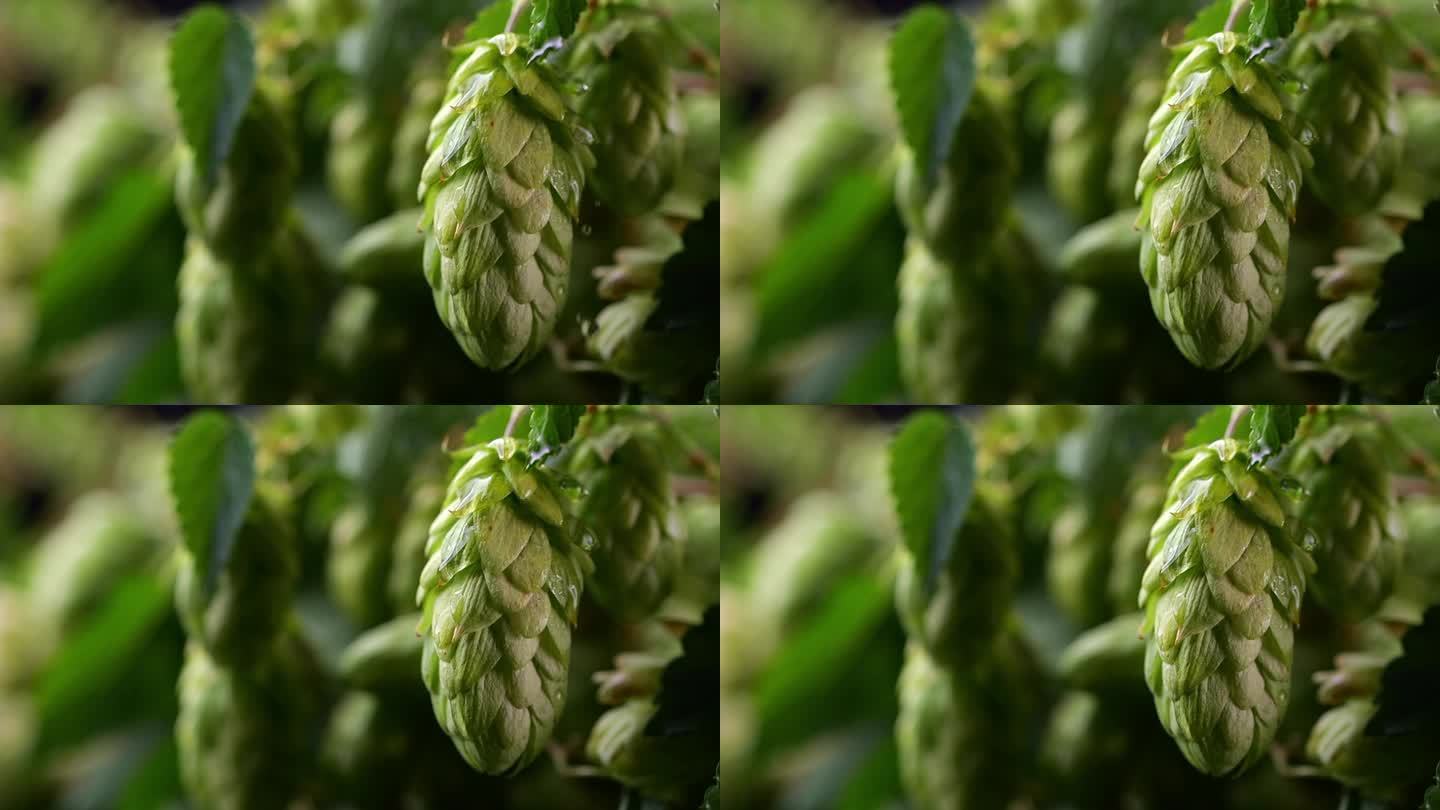 酒花锥与慢动作水滴的详细特写;背景展示了啤酒花灌木在凉爽的光。