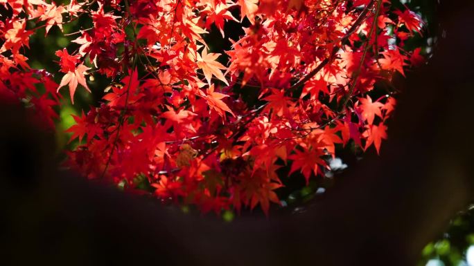 4K的画面，秋叶在风中透过树枝的缝隙摇曳。
