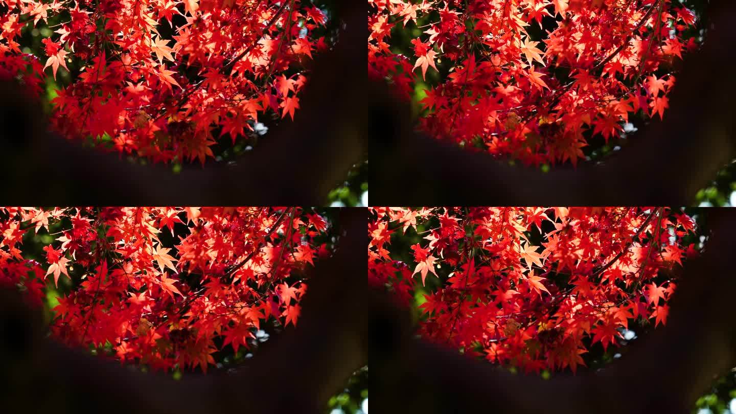4K的画面，秋叶在风中透过树枝的缝隙摇曳。