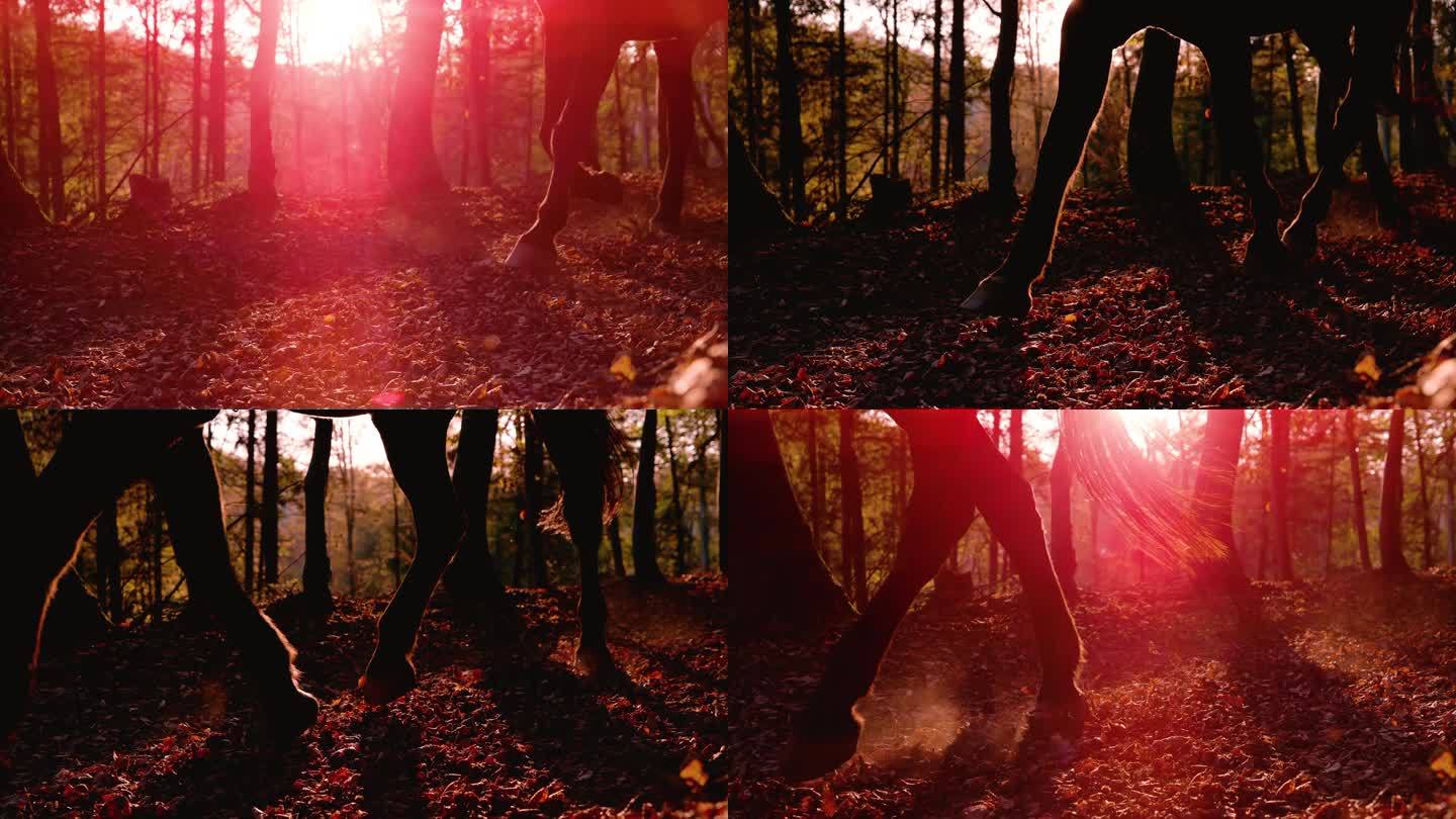 慢镜头，剪影:秋天的森林和在金色光线下小跑的棕马