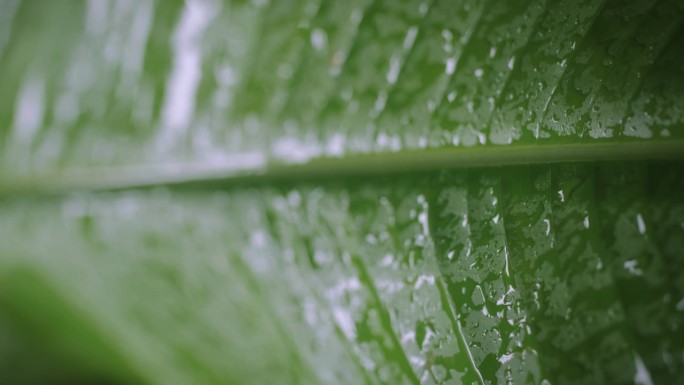 垂直视频:奇异的大叶子。雨滴以慢动作落下。