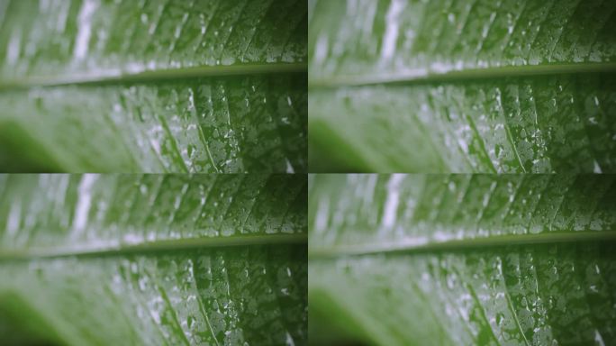 垂直视频:奇异的大叶子。雨滴以慢动作落下。