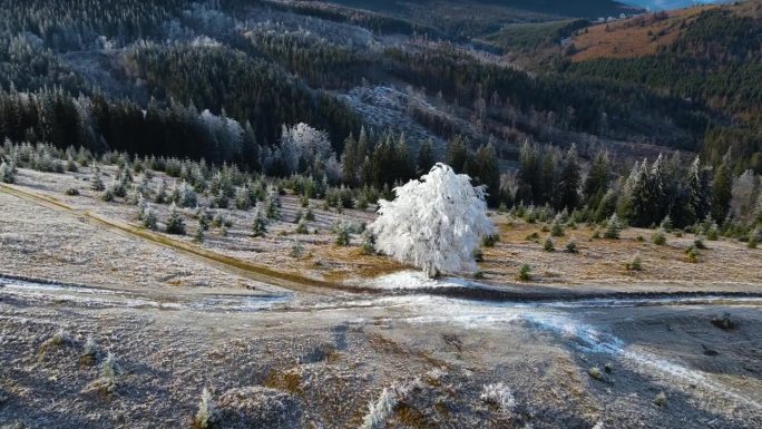 冬季森林自然白雪覆盖的冬季树木高山景观清晨日出假日旅游霜冻的树顶鲜艳的色彩空中4k