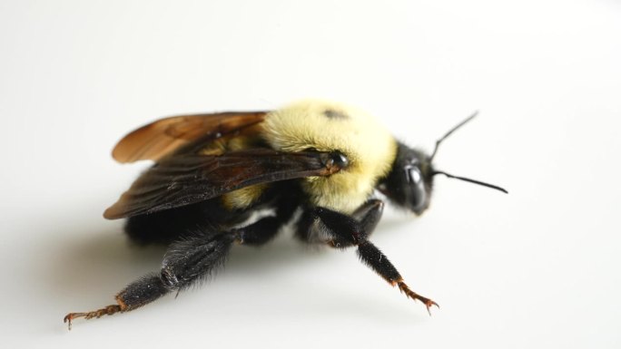 大型花园大黄蜂宏观隔离在白色背景。Bombus ruderatus。由于气候变化和开花寄主植物的模式